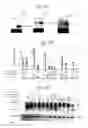 Fig. 08 - Method of regulating gene expression