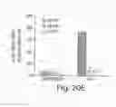 Fig. 27 - Treating cancer deficient in FANCA, FANCD2, FANCE, or FANCG with an ATM inhibitor