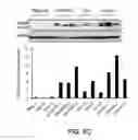 Fig. 15 - METHODS AND MATERIALS FOR TREATING CANCER