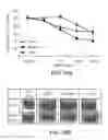 Fig. 27 - METHODS AND MATERIALS FOR TREATING CANCER