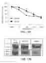 Fig. 28 - METHODS AND MATERIALS FOR TREATING CANCER