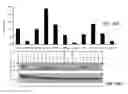 Fig. 29 - METHODS AND MATERIALS FOR TREATING CANCER