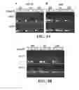 Fig. 04 - Compositions and methods for efficacious and safe delivery of siRNA using specific chitosan-based nanocomplexes