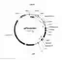 Fig. 37 - Rhizomania-resistant gene
