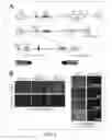 Fig. 02 - Non-toxic HSV vectors for efficient gene delivery applications and complementing cells for their production