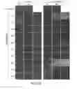 Fig. 09 - Non-toxic HSV vectors for efficient gene delivery applications and complementing cells for their production
