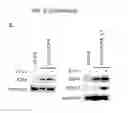 Fig. 17 - Non-toxic HSV vectors for efficient gene delivery applications and complementing cells for their production