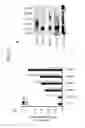 Fig. 20 - Non-toxic HSV vectors for efficient gene delivery applications and complementing cells for their production