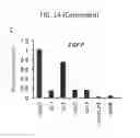 Fig. 30 - Non-toxic HSV vectors for efficient gene delivery applications and complementing cells for their production
