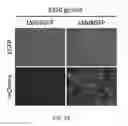 Fig. 50 - Non-toxic HSV vectors for efficient gene delivery applications and complementing cells for their production