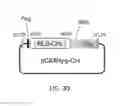 Fig. 52 - Non-toxic HSV vectors for efficient gene delivery applications and complementing cells for their production