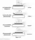 Fig. 03 - Using RNA-guided FokI Nucleases (RFNs) to increase specificity for RNA-Guided Genome Editing