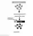 Fig. 04 - Using RNA-guided FokI Nucleases (RFNs) to increase specificity for RNA-Guided Genome Editing