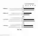 Fig. 09 - Using RNA-guided FokI Nucleases (RFNs) to increase specificity for RNA-Guided Genome Editing