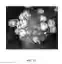 Fig. 08 - INDIVIDUALLY TRACEABLE MULTI-FUNCTIONAL CARRIER PARTICLES FOR VALIDATION OF CONTINUOUS FLOW THERMAL PROCESSING OF PARTICLE-CONTAINING FOODS AND BIOMATERIALS