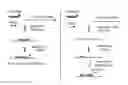 Fig. 01 - Specific nucleic acid amplification with compounded selectivity