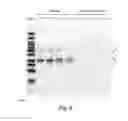 Fig. 13 - Specific nucleic acid amplification with compounded selectivity