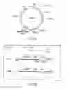 Fig. 19 - METHOD OF OBTAINING EPIGENETIC INFORMATION OF CELL, METHOD OF DETERMINING CHARACTERISTICS OF CELL, METHOD OF DETERMINING DRUG SENSITIVITY OR SELECTING TYPE OF DRUG OR IMMUNOTHERAPEUTIC AGENT, METHOD OF DIAGNOSING DISEASE, SELF-REPLICATING VECTOR, ASSAY KIT AND ANALYTIC DEVICE