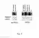 Fig. 05 - Compounds and method of identifying, synthesizing, optimizing and profiling protein modulators