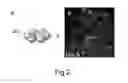 Fig. 03 - Neuronal cells cultured on microparticles and methods of using same
