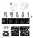 Fig. 04 - Neuronal cells cultured on microparticles and methods of using same