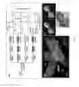 Fig. 06 - Nanocomposites, methods of making same, and applications of same for multicolor surface enhanced Raman spectroscopy (SERS) detections