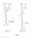 Fig. 05 - Synbodies for detection of human norovirus