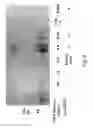 Fig. 09 - Synbodies for detection of human norovirus