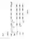 Fig. 08 - Mutated parvovirus structural proteins as vaccines