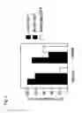 Fig. 09 - Mutated parvovirus structural proteins as vaccines