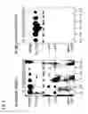 Fig. 14 - Mutated parvovirus structural proteins as vaccines
