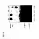 Fig. 16 - Mutated parvovirus structural proteins as vaccines