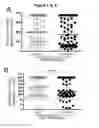 Fig. 02 - EBV PROTEINS AS MARKERS IN METHODS OF DIAGNOSING CHRONIC FATIGUE SYNDROME (CFS)