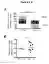 Fig. 05 - EBV PROTEINS AS MARKERS IN METHODS OF DIAGNOSING CHRONIC FATIGUE SYNDROME (CFS)
