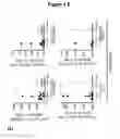 Fig. 13 - EBV PROTEINS AS MARKERS IN METHODS OF DIAGNOSING CHRONIC FATIGUE SYNDROME (CFS)