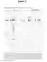 Fig. 28 - EBV PROTEINS AS MARKERS IN METHODS OF DIAGNOSING CHRONIC FATIGUE SYNDROME (CFS)