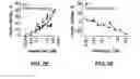 Fig. 07 - BIOMARKERS FOR PREDICTING THE SENSITIVITY OF CELLS TO IMMUNOMODULATORY COMPOUNDS DURING TREATMENT OF NON-HODGKIN'S LYMPHOMA
