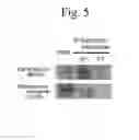 Fig. 06 - Method for determining depression, kit for analyzing serotonin transporter, and kit for analyzing ubiquitinated serotonin transporter in blood