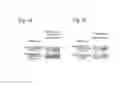 Fig. 07 - Method for determining depression, kit for analyzing serotonin transporter, and kit for analyzing ubiquitinated serotonin transporter in blood