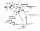 Fig. 01 - Ergonomic head mounted display device and optical system