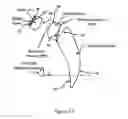Fig. 23 - Ergonomic head mounted display device and optical system