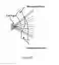 Fig. 28 - Ergonomic head mounted display device and optical system
