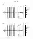 Fig. 41 - Image display device