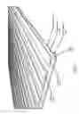 Fig. 02 - Biometric image sensing