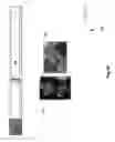 Fig. 61 - Neuroplasticity games