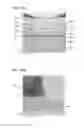 Fig. 48 - Semiconductor Device, Method for Manufacturing the Semiconductor Device, and Display Device Including the Semiconductor Device