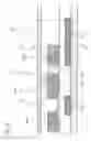Fig. 37 - Display device and electronic device