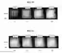 Fig. 11 - Solar cell and method for manufacturing the same