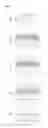 Fig. 03 - Laminate for light emitting device and process of preparing same