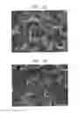 Fig. 11 - POSITIVE ELECTRODE, LITHIUM BATTERY INCLUDING THE SAME, AND METHOD OF MANUFACTURING THE POSITIVE ELECTRODE